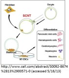 Cell SCNT diagramTachibana May June2013